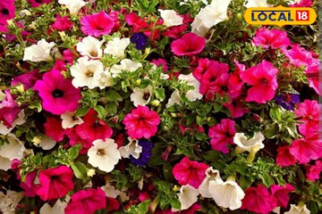 রঙের ফুলঝুড়ি ছুটবে বাগানে...! গাছ ভর্তি 'পিটুনিয়া' পেতে এই 'টিপসেই' হবে কামাল