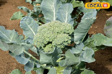 শীতের এই সবজি পাতে রাখছেন না? ওজন কমাতে ও হজমে এর অসামান্য ম্যাজিক! শীতের এই সবজি পাতে রাখছেন না? ওজন কমাতে ও হজমে এর অসামান্য ম্যাজিক!