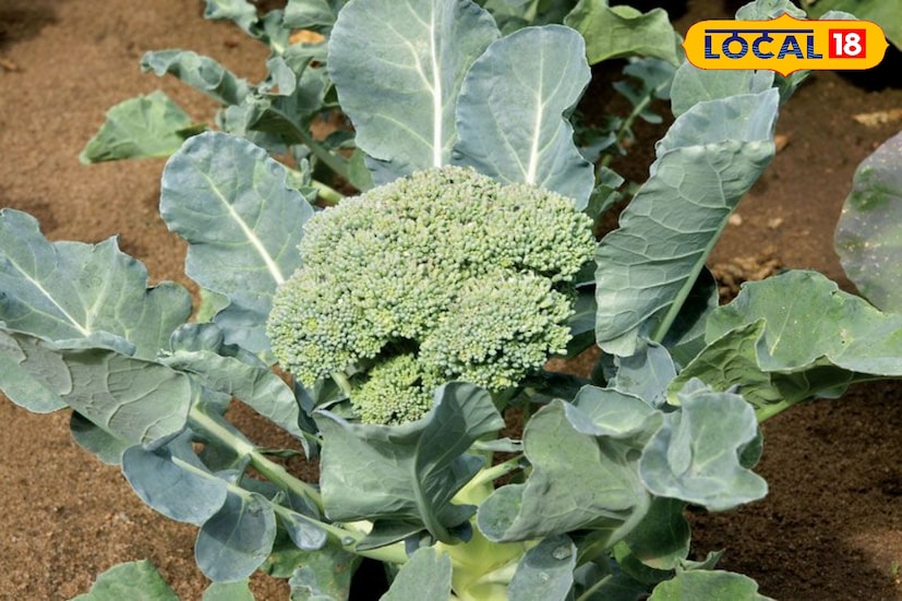 এক সময় ব্রকোলি মানেই ছিল কন্টিনেন্টাল খাবারের অঙ্গ। কিন্তু সময়ের সঙ্গে সঙ্গে এই সবুজ সবজি জায়গা করে নিয়েছে বাঙালির হেঁশেলেও। আজ আর ব্রকোলি শুধু পাশ্চাত্য রান্নায় সীমাবদ্ধ নয়, নানা ‘বঙ্গ’ রেসিপিতে ব্যবহৃত হয়ে উঠেছে ঘরের আপন উপকরণ। (ছবি ও তথ্য: মৈনাক দেবনাথ) এক সময় ব্রকোলি মানেই ছিল কন্টিনেন্টাল খাবারের অঙ্গ। কিন্তু সময়ের সঙ্গে সঙ্গে এই সবুজ সবজি জায়গা করে নিয়েছে বাঙালির হেঁশেলেও। আজ আর ব্রকোলি শুধু পাশ্চাত্য রান্নায় সীমাবদ্ধ নয়, নানা ‘বঙ্গ’ রেসিপিতে ব্যবহৃত হয়ে উঠেছে ঘরের আপন উপকরণ। (ছবি ও তথ্য: মৈনাক দেবনাথ)