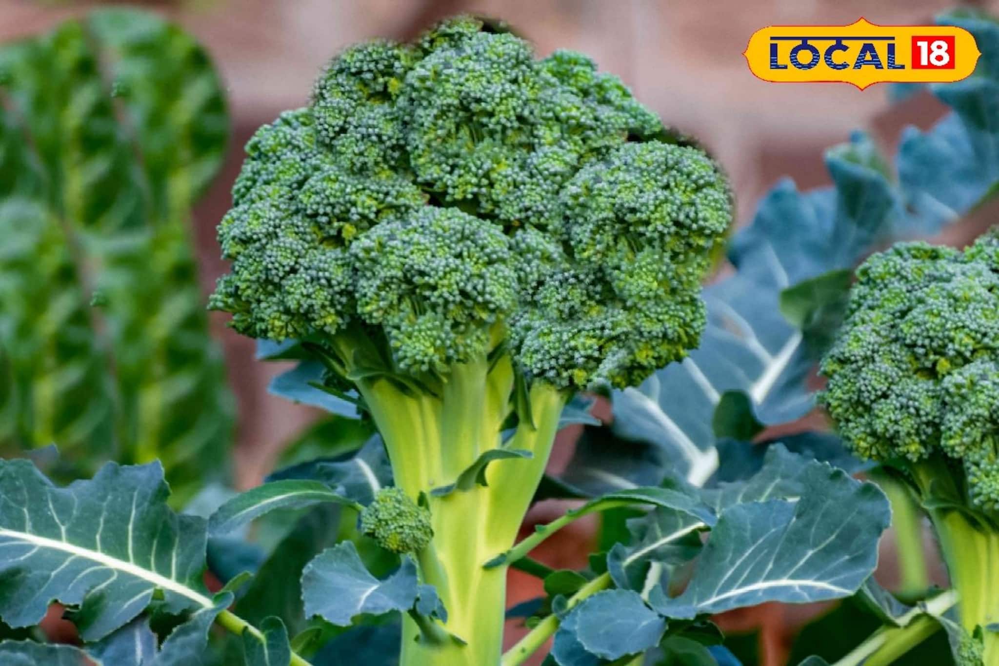 শীতের এই সবজি পাতে রাখছেন না? ওজন কমাতে ও হজমে এর অসামান্য ম্যাজিক!