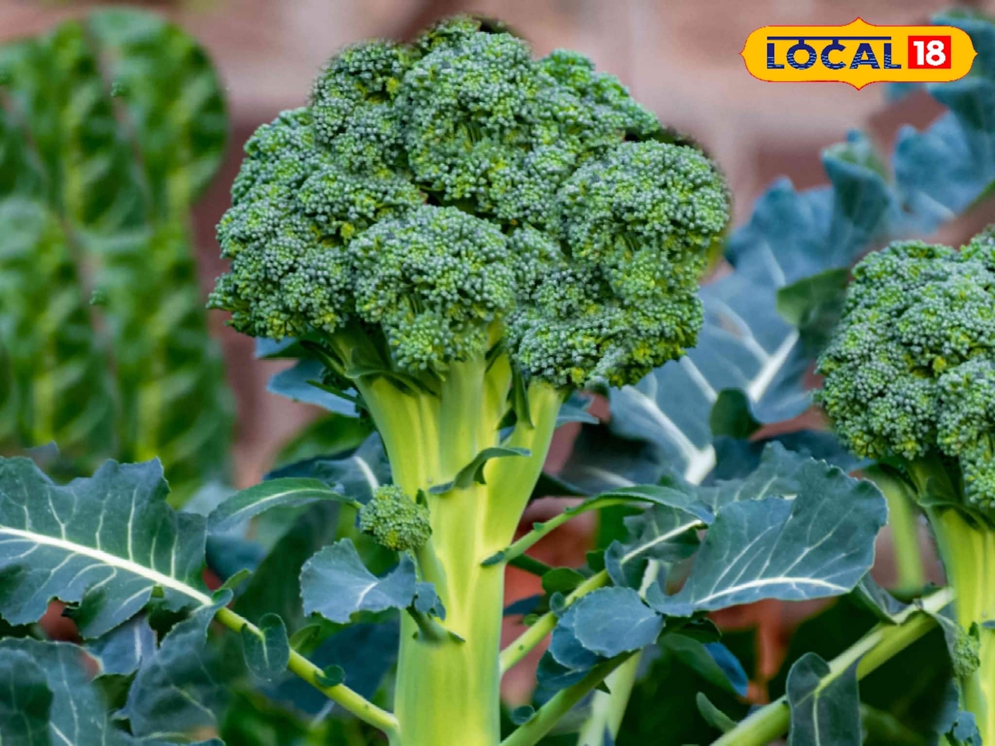 শীতের এই সবজি পাতে রাখছেন না? ওজন কমাতে ও হজমে এর অসামান্য ম্যাজিক! শীতের এই সবজি পাতে রাখছেন না? ওজন কমাতে ও হজমে এর অসামান্য ম্যাজিক!