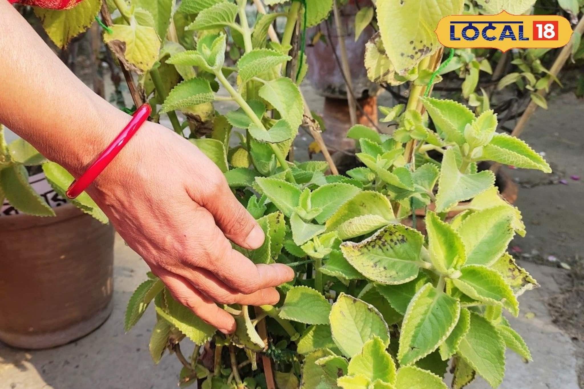 হজম থেকে হাঁপানি— একাধিক রোগের মহৌষধ এই অবহেলিত পাতা, রোজ খেলে বশে থাকবে ক্রনিক রোগব্যাধি! হজম থেকে হাঁপানি— একাধিক রোগের মহৌষধ এই অবহেলিত পাতা, রোজ খেলে বশে থাকবে ক্রনিক রোগব্যাধি!