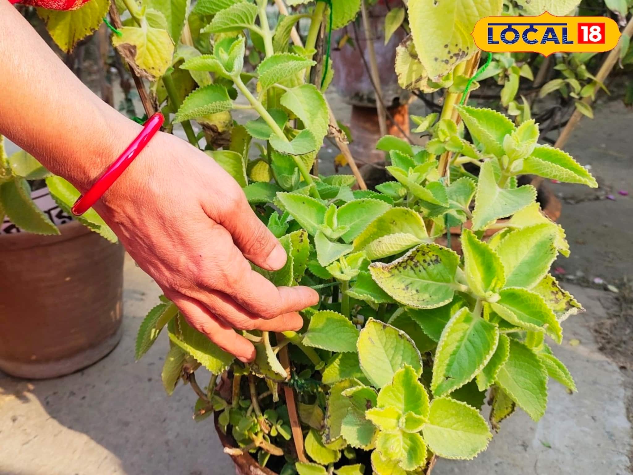 হজম থেকে হাঁপানি— একাধিক রোগের মহৌষধ এই অবহেলিত পাতা, রোজ খেলে বশে থাকবে ক্রনিক রোগব্যাধি! হজম থেকে হাঁপানি— একাধিক রোগের মহৌষধ এই অবহেলিত পাতা, রোজ খেলে বশে থাকবে ক্রনিক রোগব্যাধি!