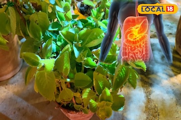 হজম থেকে হাঁপানি— একাধিক রোগের মহৌষধ এই অবহেলিত পাতা, রোজ খেলে বশে থাকবে ক্রনিক রোগব্যাধি! হজম থেকে হাঁপানি— একাধিক রোগের মহৌষধ এই অবহেলিত পাতা, রোজ খেলে বশে থাকবে ক্রনিক রোগব্যাধি!