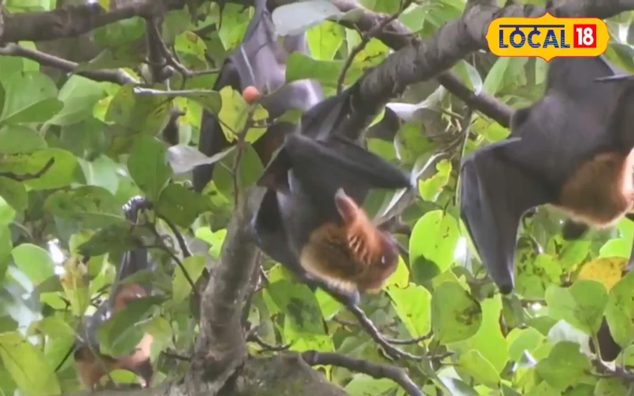 রাজ্যে নিপা ভাইরাস সংক্রমণ, বাঁচতে হলে কী করবেন? সতর্ক থাকার টিপস দিলেন স্বাস্থ্য আধিকারিক