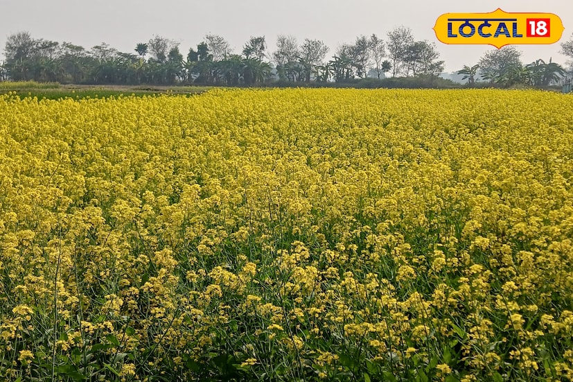 হলুদ সৌন্দর্য উপভোগ করতে মানুষের ঢল এখানে! বিঘার পর বিঘা চাষের জমি জুড়ে হলুদ ফুল ফুটে রয়েছে, এ এক অনন্য দৃশ্য। এই দৃশ্য উপভোগ করতেই দূর-দূরান্ত থেকে হাজির হচ্ছে মানুষ। (ছবি ও তথ্য: রাকেশ মাইতি)