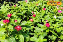 Nayantara Flower Benefits: লক্ষ লক্ষ টাকা খরচ করেও মিলছে না উপকার! অযত্নে বেড়ে ওঠা এই ফুল শরীরের মহা-ওষুধ, খেলেই ম্যাজিক