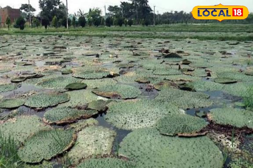 মাখানা দক্ষিণ পূর্ব এশিয়ার অর্থকারী ফসল হলেও ভারতবর্ষে এর জনপ্রিয়তা দিন দিন বৃদ্ধি পাচ্ছে। এটা একটা জলজ উদ্ভিদ পুকুর বা জলভর্তি জমিতে চাষ করা হয়। ভারতবর্ষে প্রথম এই মাখানা চাষ হয় বিহারের দারভাঙ্গা জেলায় এরপর ভারতবর্ষের বিভিন্ন রাজ্যে কম বেশি করে চাষ হচ্ছে। বর্তমানে মাখানা চাষ যেভাবে প্রভাব বিস্তার করছে তাতে ভবিষ্যতে একটা অন্যতম অর্থকারী ফসল হিসাবে উঠে আসবে। (ছবি ও তথ্য: সৈকত শী) 