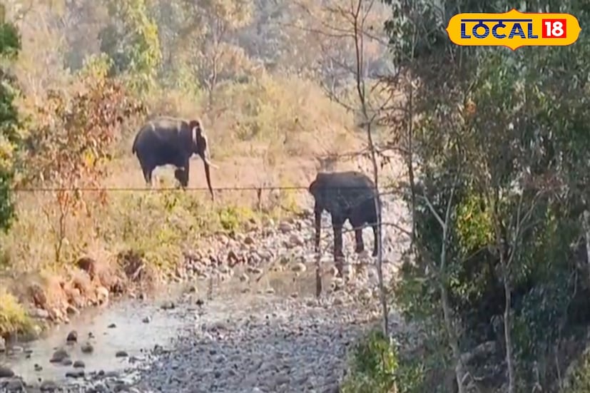 নদীর দুই তীরে আগমন, যেন দুই পক্ষেরই যুদ্ধের প্রস্তুতি চলছে...! এদিন এমনই এক রোমাঞ্চকর দৃশ্যের সাক্ষী থাকল ডুয়ার্স। আম্বাখোলায় জোড়া হাতির বিচরণে থমকে গেল ১৭ নম্বর জাতীয় সড়কের যান চলাচল। ডুয়ার্সের প্রকৃতি যেন আবারও নিজের রূপে মানুষকে মুগ্ধ করল। (ছবি ও তথ্যঃ সুরজিৎ দে)