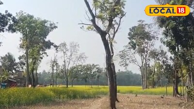 সরিষার ক্ষেত