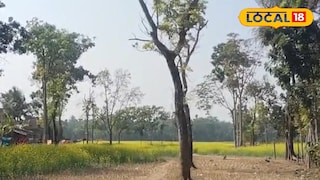 সরিষার ক্ষেত