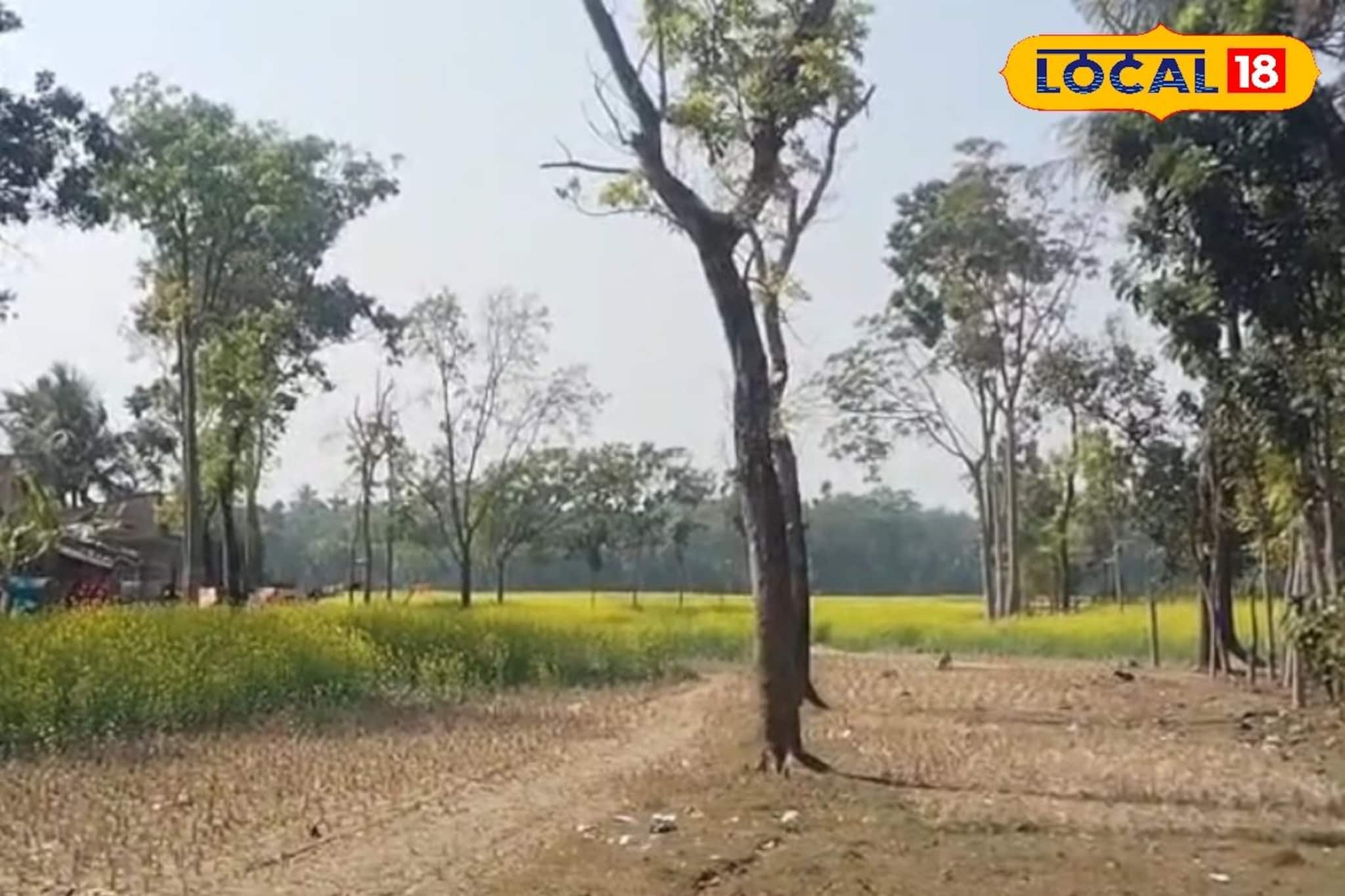 শিয়ালের খোঁড়াখুঁড়িতে প্রকাশ্যে এল রহস্য, সরষে ক্ষেতে পুঁতে রাখা সদ্যজাতের মৃতদেহ