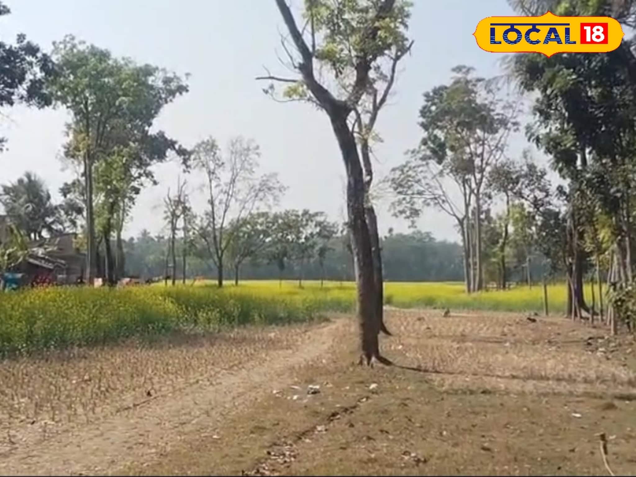 শিয়ালের খোঁড়াখুঁড়িতে প্রকাশ্যে এল রহস্য, সরষে ক্ষেতে পুঁতে রাখা সদ্যজাতের মৃতদেহ