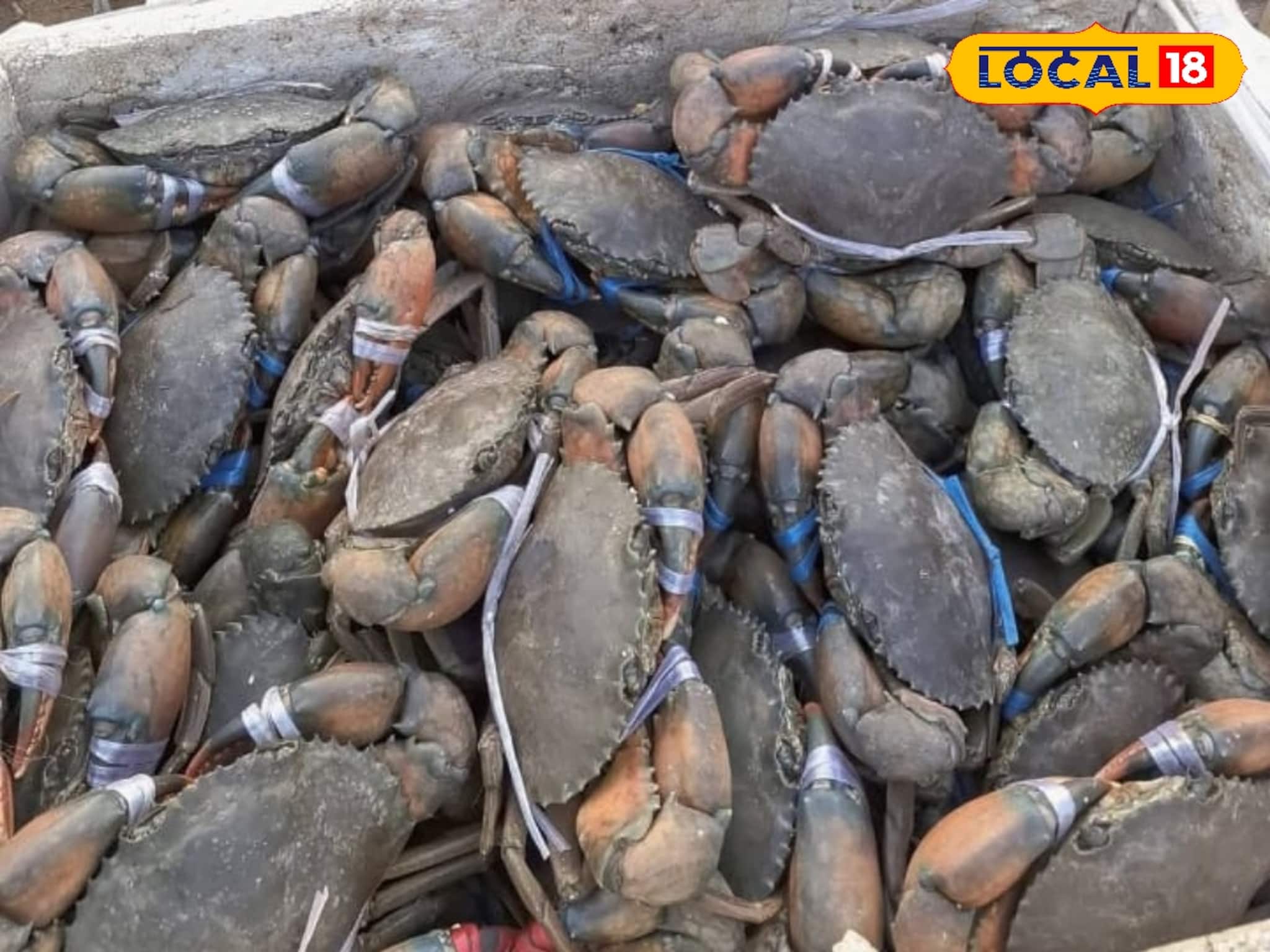 হাওড়ার আলুরদম ও কাঁকড়া মেলায় গেছেন? দূর-দূরান্ত থেকে ছুটে আসেন লাখ লাখ মানুষ