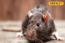 Rat Control Tips: ইঁদুরের উৎপাতে অতিষ্ঠ? রাসায়নিক নয়, যম লুকিয়ে আপনার রান্নাঘরেই! একরাতেই ঘর থেকে পালাবে পাঁই পাঁই করে