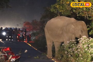 জঙ্গলের বুক চিড়ে রাস্তা, আচমকাই সামনে 'যমদূত'! মৃত্যুর মুখোমুখি হয়েও বেঁচে ফিরলেন ব্যক্তি