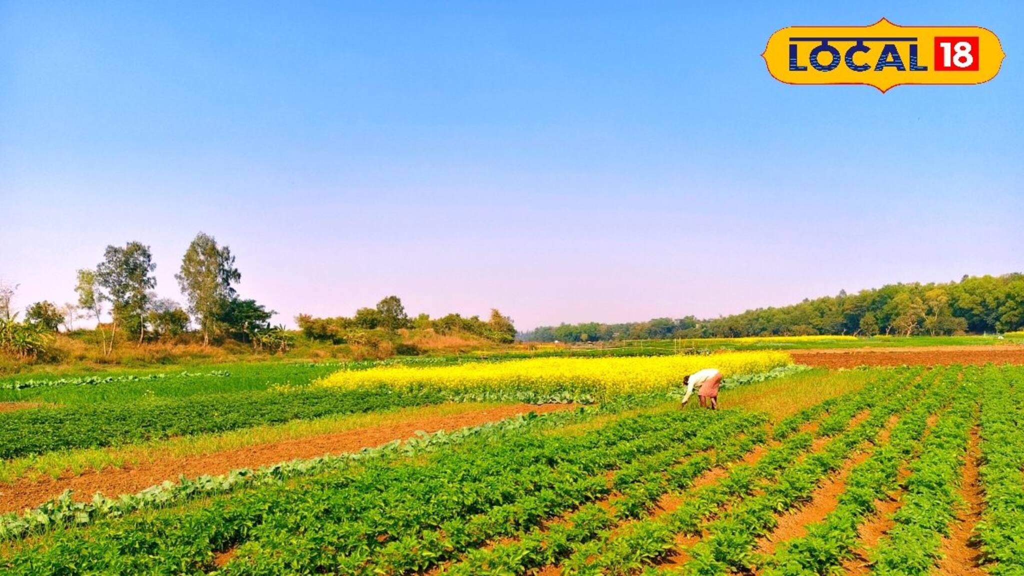 কার্তিক মাসে বর্ষার জল সরে যেতেই...! ৬ মাস চলে 'অন্য' লড়াই, বাঘুই নদীর চরে এক ফসলেই টিকে