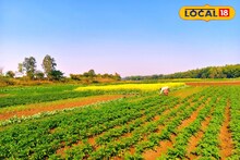 কার্তিক মাসে বর্ষার জল সরে যেতেই...! ৬ মাস চলে 'অন্য' লড়াই, বাঘুই নদীর চরে এক ফসলেই টিকে গ্রামের পর গ্রাম