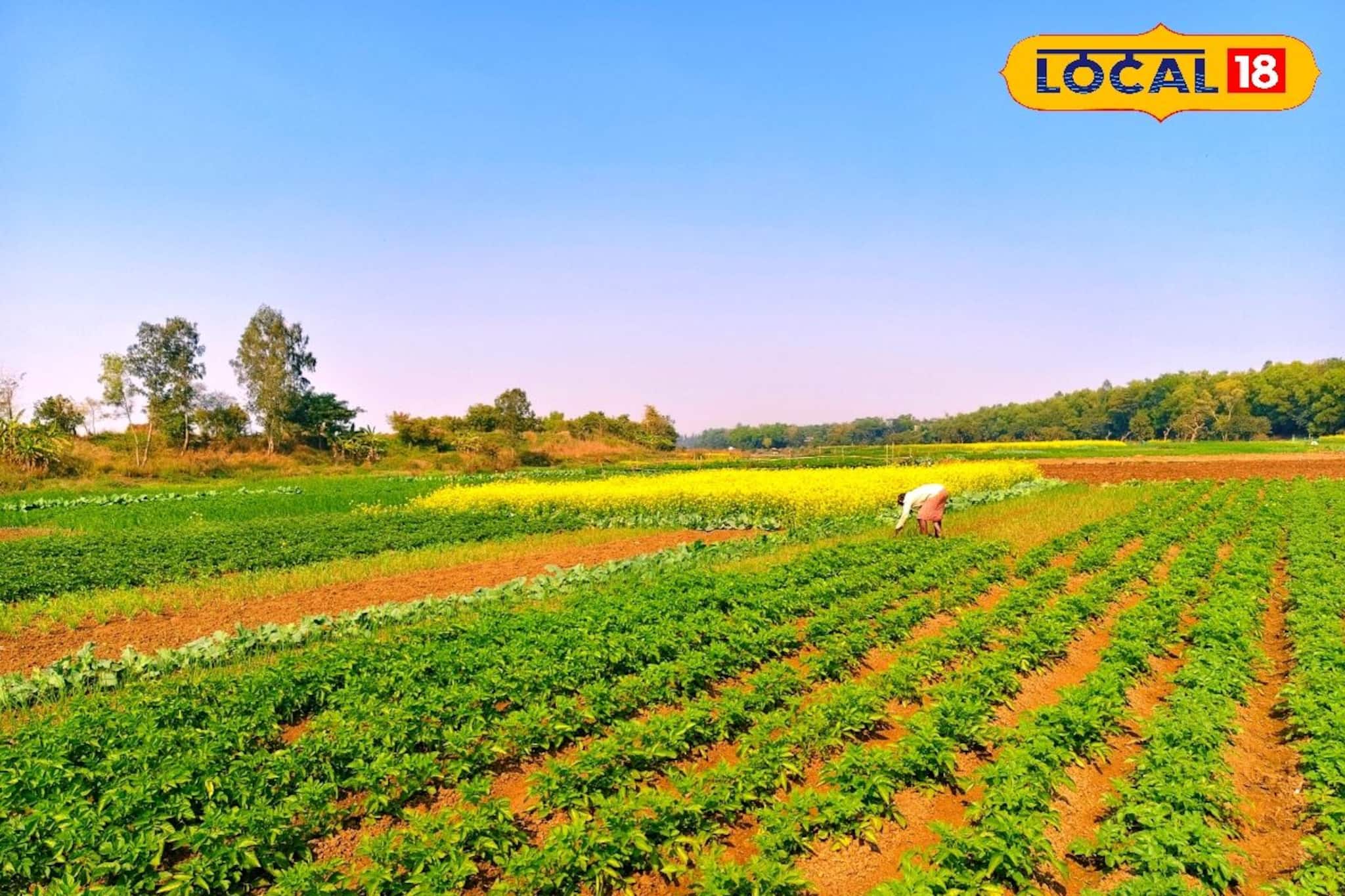 কার্তিক মাসে বর্ষার জল সরে যেতেই...! ৬ মাস চলে 'অন্য' লড়াই, বাঘুই নদীর চরে এক ফসলেই টিকে