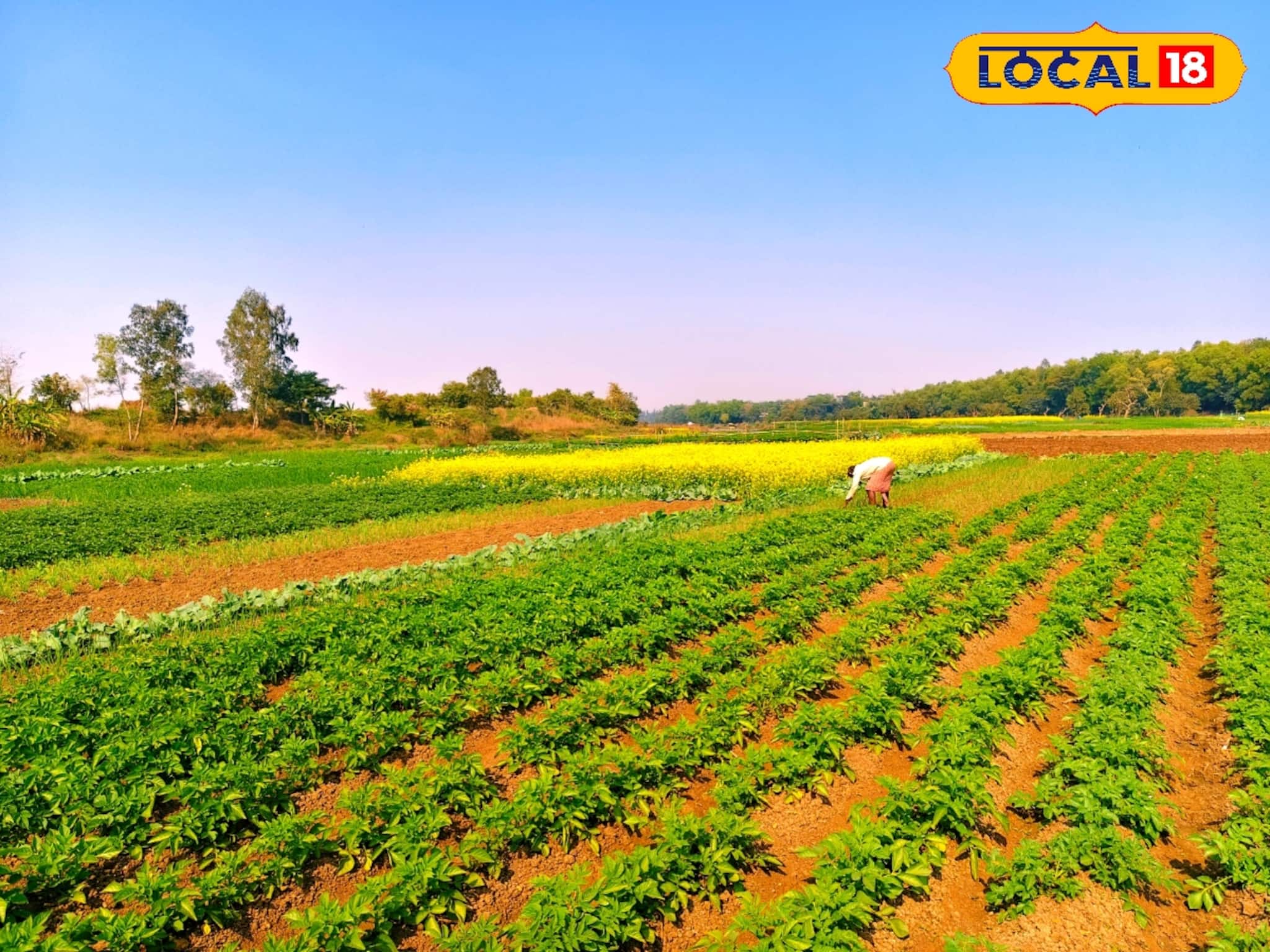 কার্তিক মাসে বর্ষার জল সরে যেতেই...! ৬ মাস চলে 'অন্য' লড়াই, বাঘুই নদীর চরে এক ফসলেই টিকে