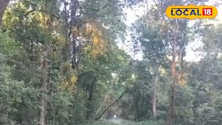 চিলাপাতা জঙ্গল চিলাপাতা জঙ্গল