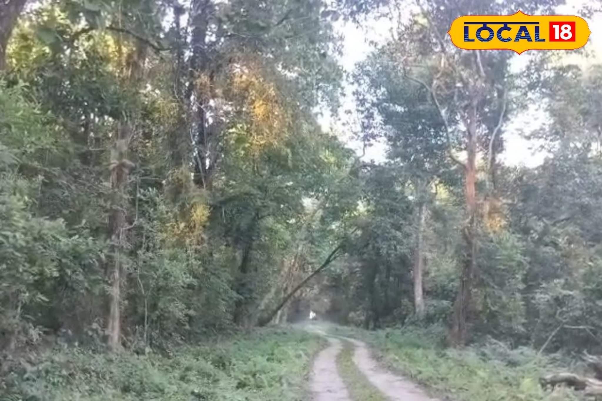 চিলাপাতা জঙ্গলে মাঝ-রাস্তায় দাঁড়িয়ে বুনো হাতি, সামনে পেয়ে আছড়ে মারল ব্যক্তিকে, মর্মান্তিক