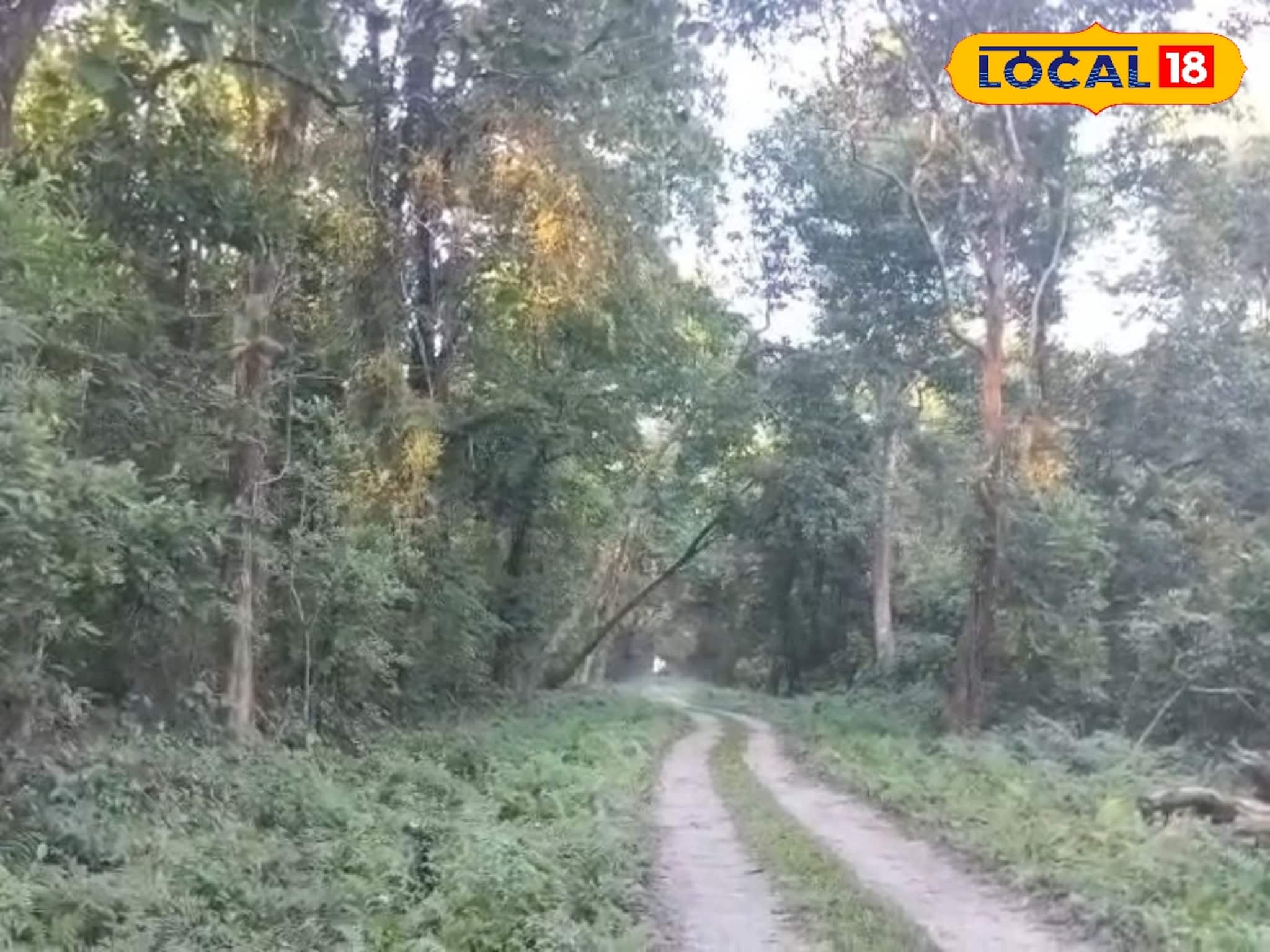 চিলাপাতা জঙ্গলে মাঝ-রাস্তায় দাঁড়িয়ে বুনো হাতি, সামনে পেয়ে আছড়ে মারল ব্যক্তিকে, মর্মান্তিক