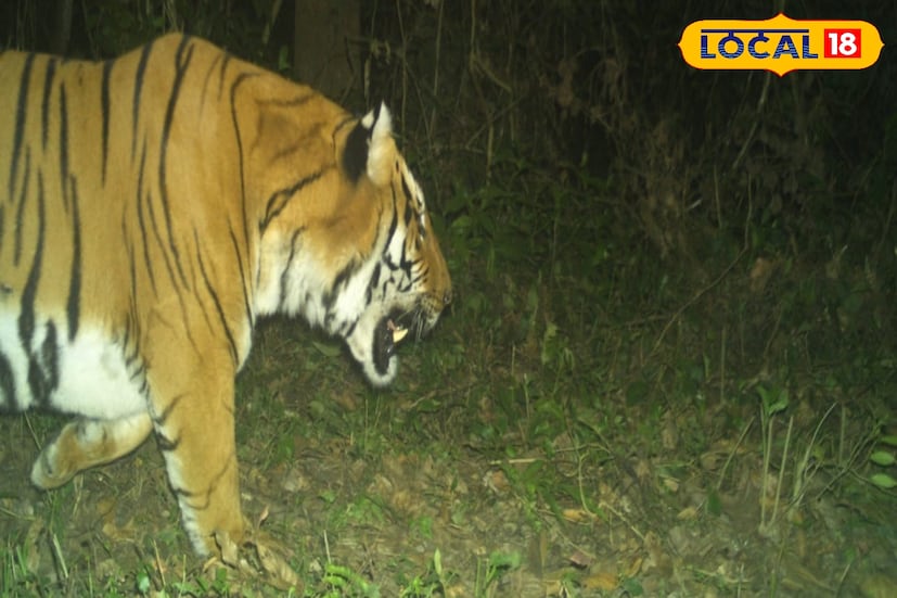 আবারও সে জানান দিল, সে আছে এই জঙ্গলে। তার ছবি দেখতেই আনন্দে আত্মহারা বনকর্মী থেকে শুরু করে আধিকারিকরা। মাঘের শুরুতেই বক্সা ব্যাঘ্র প্রকল্পের জঙ্গলে ট্র্যাপ ক্যামেরায় ধরা পড়ল রয়েল বেঙ্গল টাইগারের ছবি। (ছবি ও তথ্য - অনন্যা দে)
