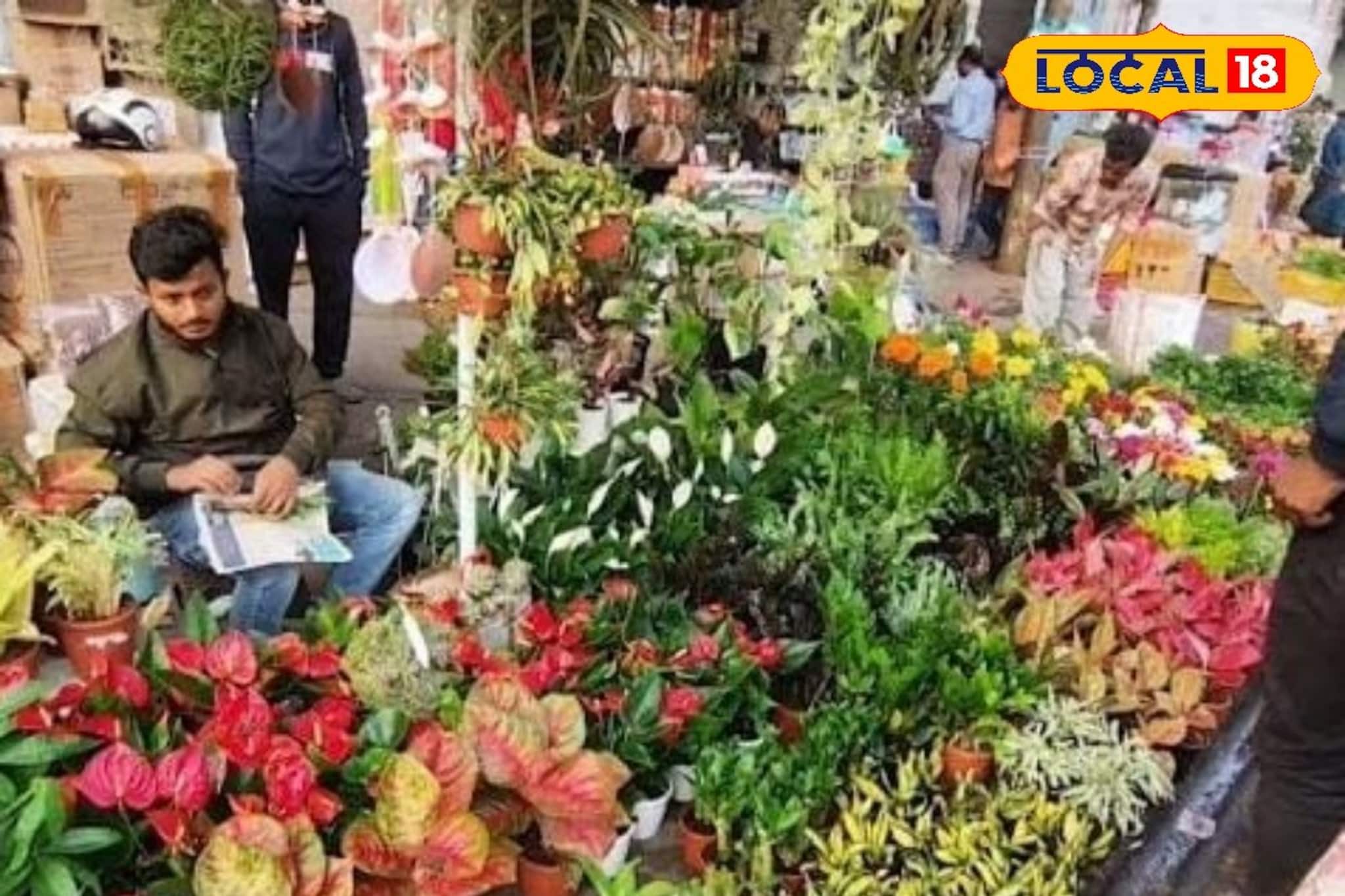 কয়েক সেকেন্ডের মধ্যেই মুড চাঙ্গা, বাড়িতে রাখুন 'এই' গাছ, নেগেটিভ এনার্জি ছুঁতে পারবে না