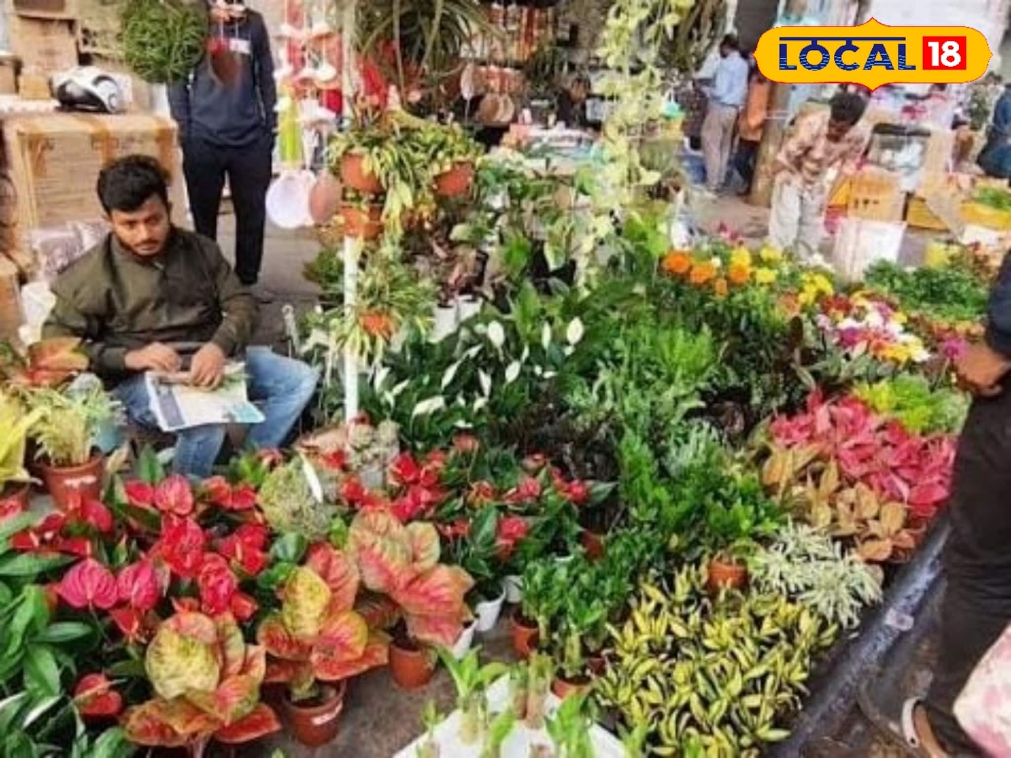 কয়েক সেকেন্ডের মধ্যেই মুড চাঙ্গা, বাড়িতে রাখুন 'এই' গাছ, নেগেটিভ এনার্জি ছুঁতে পারবে না