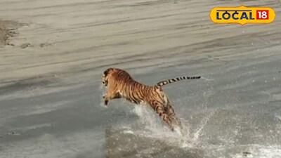 বাঘের দর্শন 