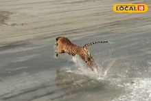 Sundarbans: সুন্দরবনে খুশির আমেজ, ফের পর্যটকদের ক্যামেরাবন্দি হল রয়্যাল বেঙ্গল টাইগার