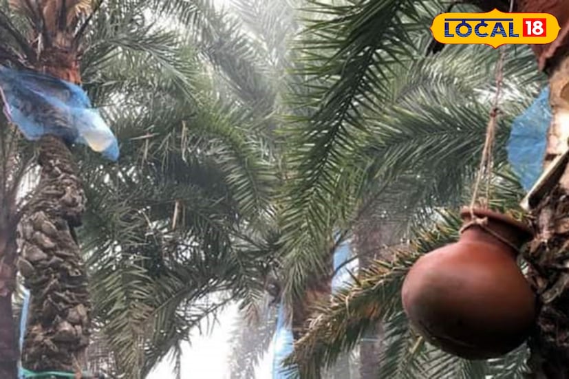 রাজ্যে জুড়ে নিপা ভাইরাসের আতঙ্ক বাড়ছে। ইতিমধ্যেই আক্রান্ত হয়ে চিকিৎসাধীন দুই জন নার্স। গুরুতর অবস্থায় ভর্তি বারাসতের একটি বেসরকারি হাসপাতালে। কিন্তু এই শীতকালে নিপা ভাইরাস থেকে বাঁচতে খেজুর ও খেজুর থেকে তৈরি খাদ্য সামগ্রী এড়িয়ে চলাই শ্রেয়।