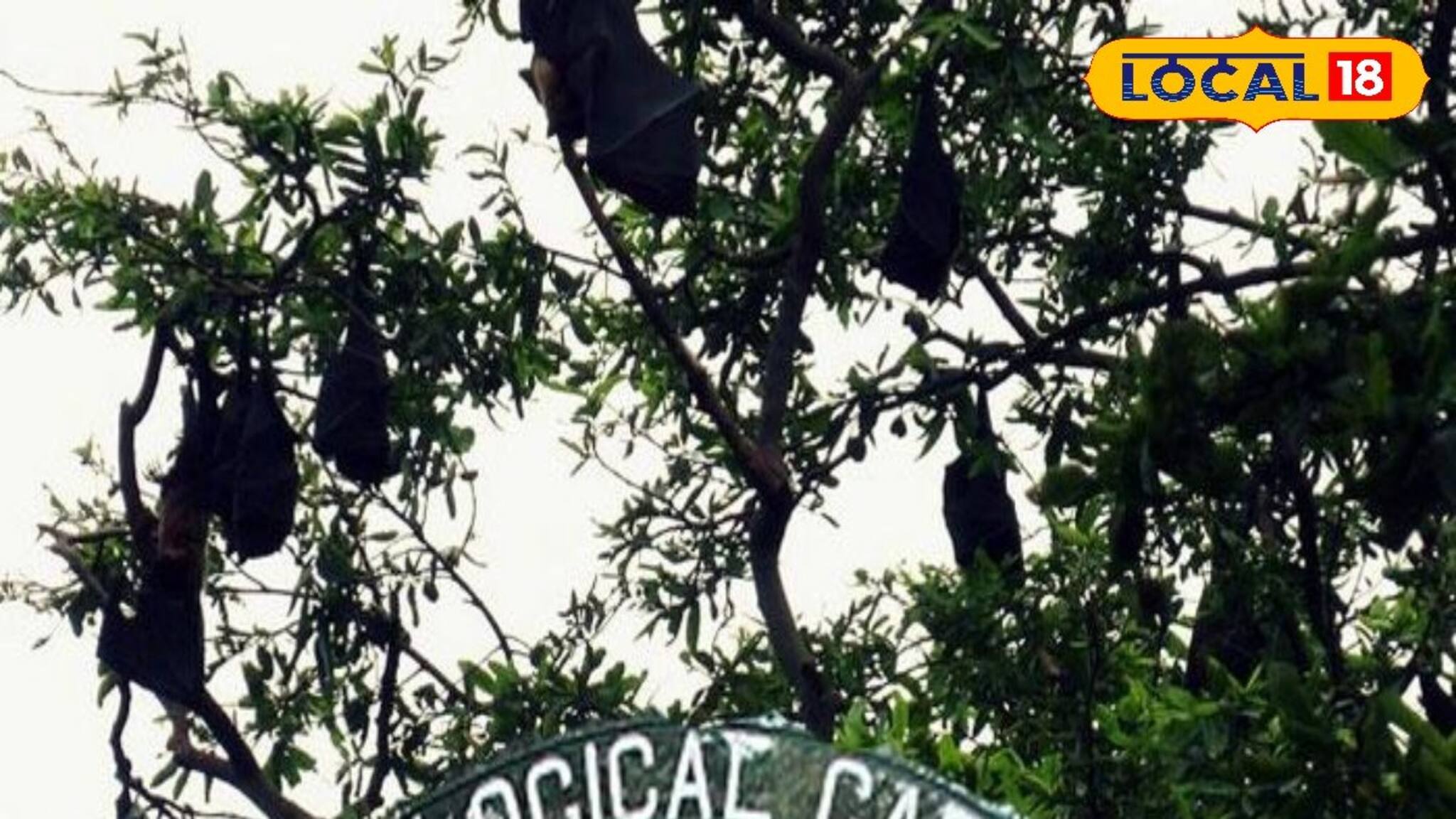 Nipah Virus: নিপা আতঙ্কে কড়া সতর্কতা আলিপুর চিড়িয়াখানায়, নেওয়া হচ্ছে পর্যাপ্ত ব্যবস্থা