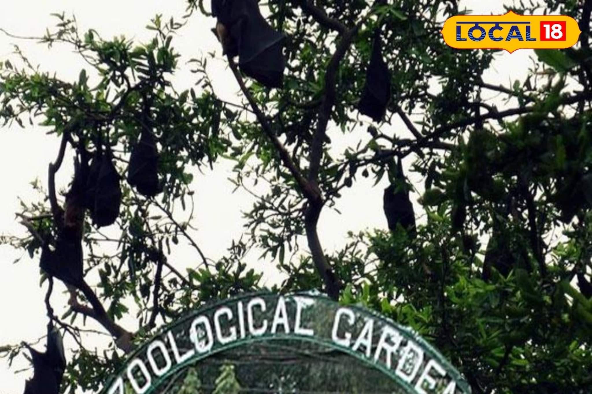 নিপা আতঙ্কে কড়া সতর্কতা আলিপুর চিড়িয়াখানায়, নেওয়া হচ্ছে পর্যাপ্ত ব্যবস্থা