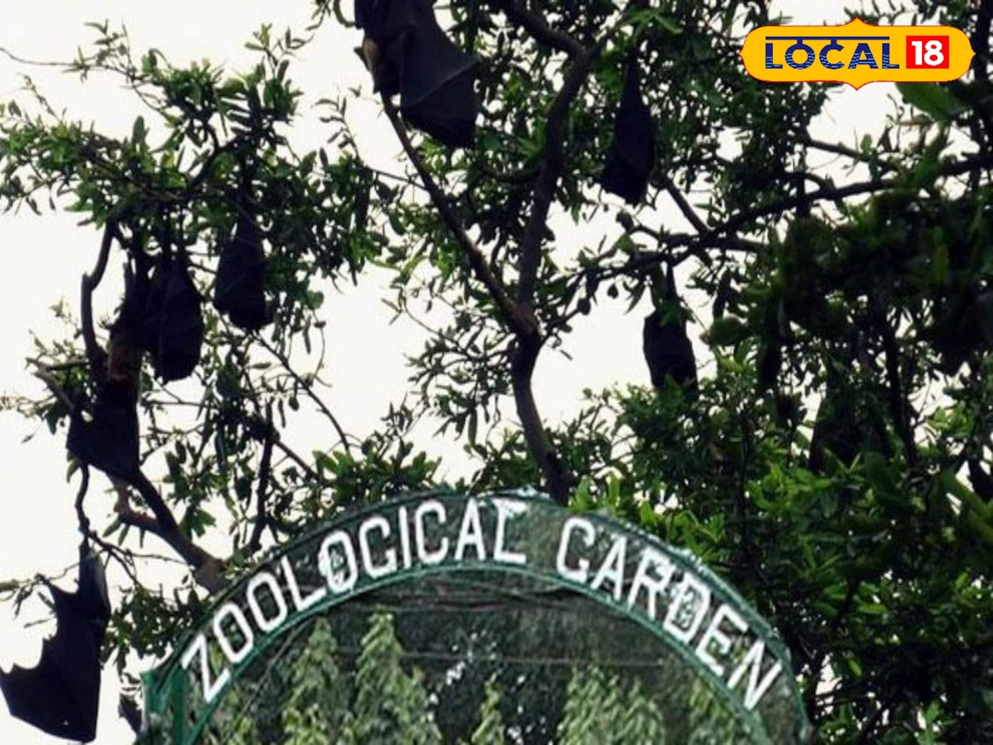 নিপা আতঙ্কে কড়া সতর্কতা আলিপুর চিড়িয়াখানায়, নেওয়া হচ্ছে পর্যাপ্ত ব্যবস্থা