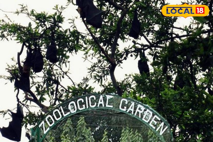 আলিপুর, দক্ষিণ ২৪ পরগনা, নবাব মল্লিক: নিপা আতঙ্কে সতর্ক আলিপুর চিড়িয়াখানা, নেওয়া হচ্ছে পর্যাপ্ত ব্যবস্থা।রাজ্যে নিপা ভাইরাস সংক্রমণ নিয়ে উদ্বেগ বাড়তে থাকায় আলিপুর চিড়িয়াখানা জুড়ে কড়া সতর্কতামূলক ব্যবস্থা নেওয়া হয়েছে। চিড়িয়াখানা কর্তৃপক্ষ আতঙ্কের কোনও কারণ নেই বলেই জানিয়েছে। ছবি ও তথ্য: নবাব মল্লিক