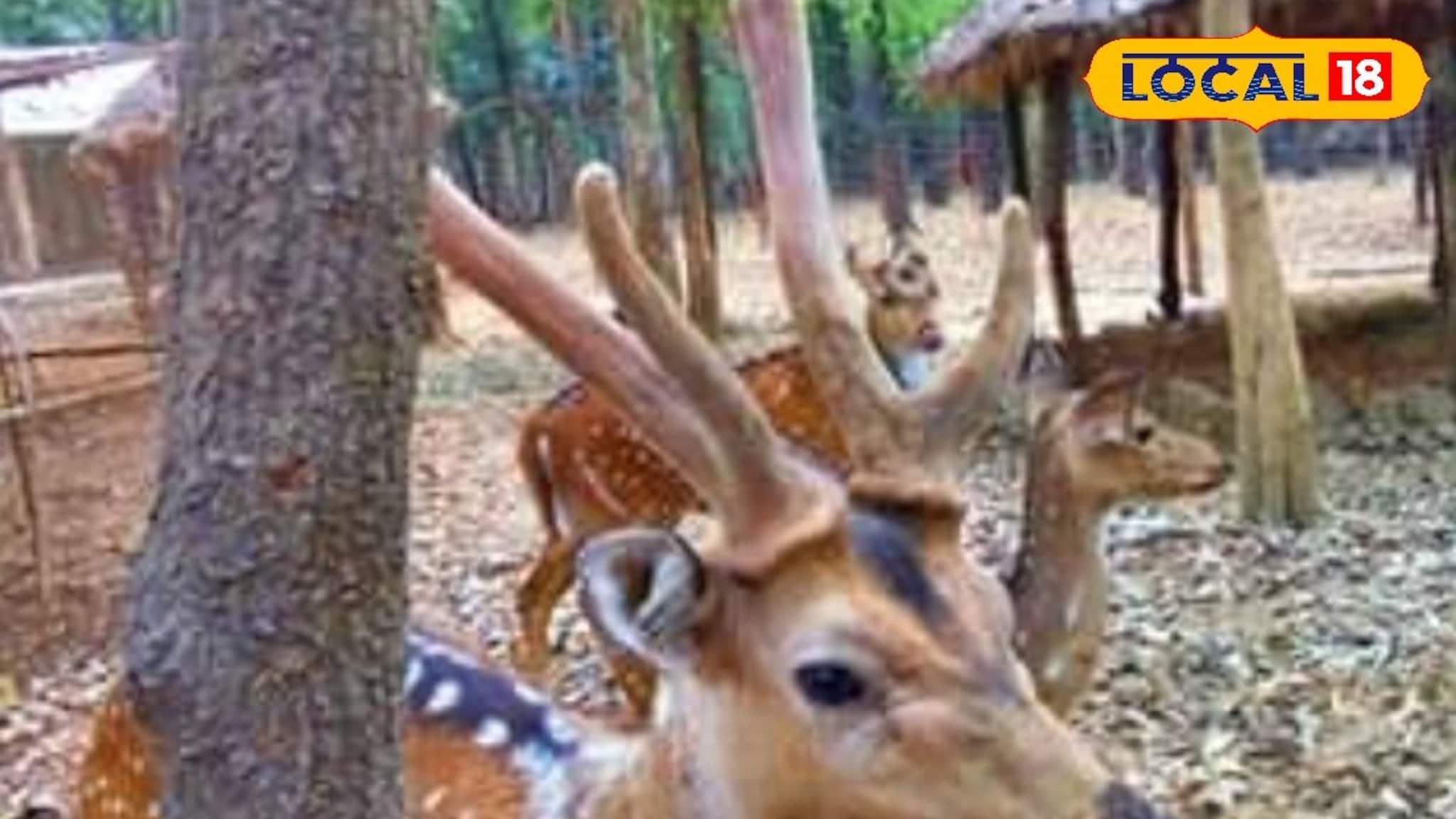 Deer: শীতের রোদে নেচে বেড়ায় হরিণের দল! পর্যটকের টানে মুখর বনপুকুরিয়া ডিয়ার পার্ক, দেখলেই যেতে চাইবেন আপনিও