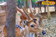 Deer: শীতের রোদে নেচে বেড়ায় হরিণের দল! পর্যটকের টানে মুখর বনপুকুরিয়া ডিয়ার পার্ক, দেখলেই যেতে চাইবেন আপনিও