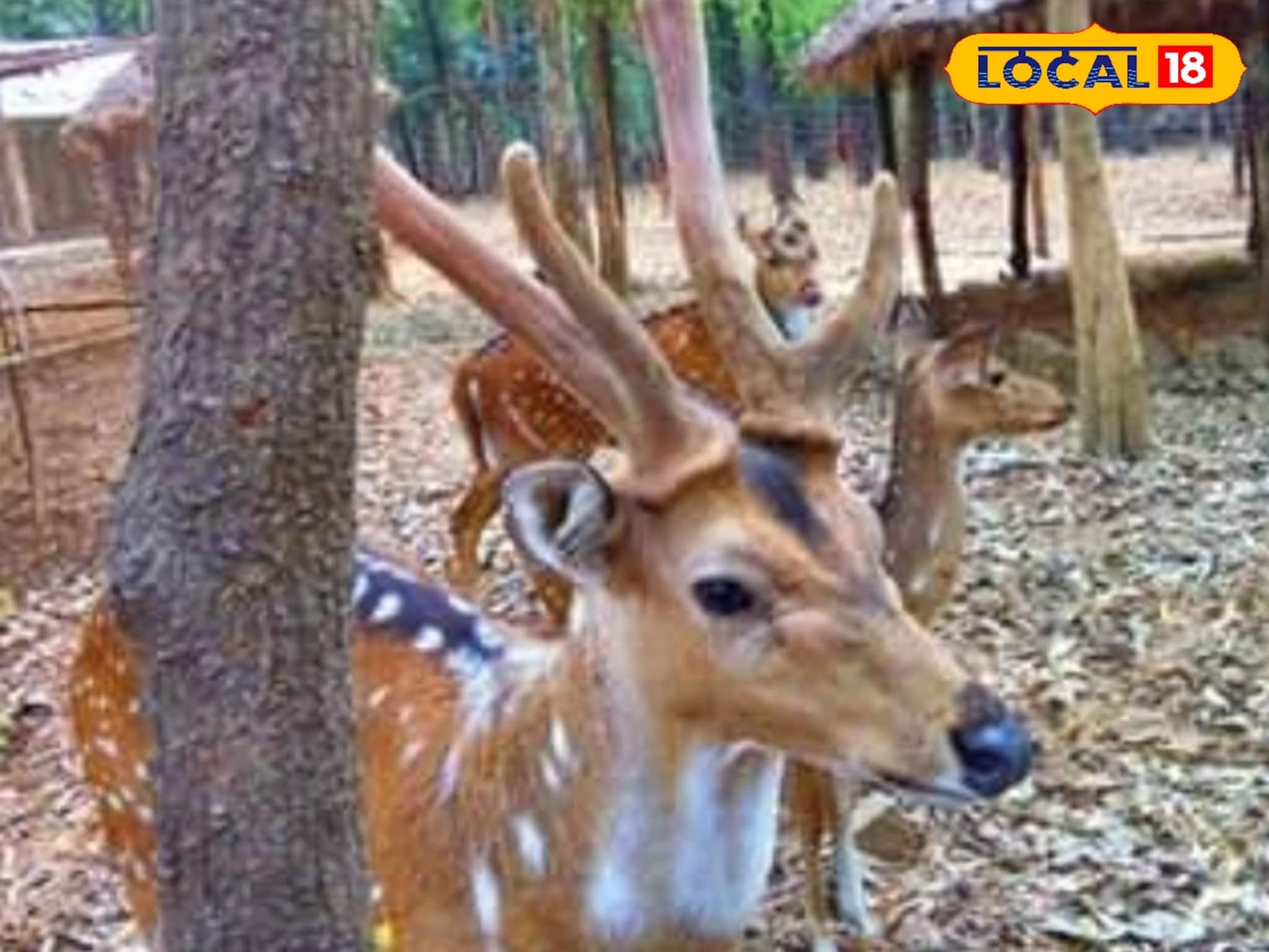 শীতে হরিণ দেখার সেরা ঠিকানা! পর্যটকের টানে মুখর বনপুকুরিয়া ডিয়ার পার্ক, মন ভাল করে দেবে!