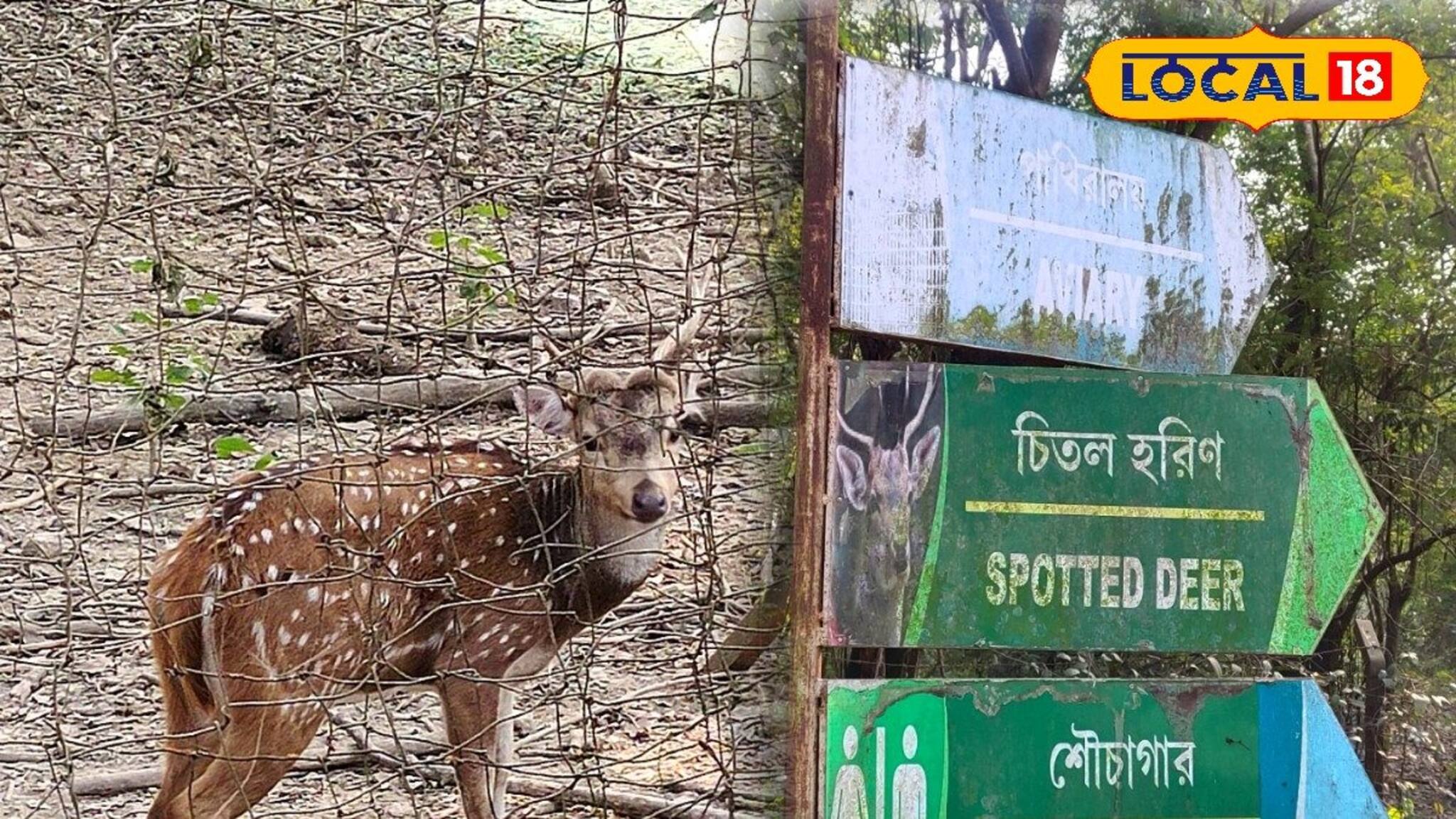 হরিণ থেকে বিদেশি পাখি...! জেলার এই নির্জন ঘন জঙ্গল এখন পিকনিক স্পট, র‌ইল ঠিকানা