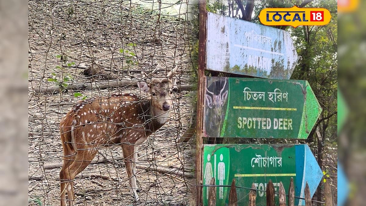 হরিণ থেকে বিদেশি পাখি…! জেলার এই নির্জন ঘন জঙ্গল এখন পিকনিক স্পট, রইল ঠিকানা হরিণ থেকে বিদেশি পাখি…! জেলার এই নির্জন ঘন জঙ্গল এখন পিকনিক স্পট, রইল ঠিকানা
