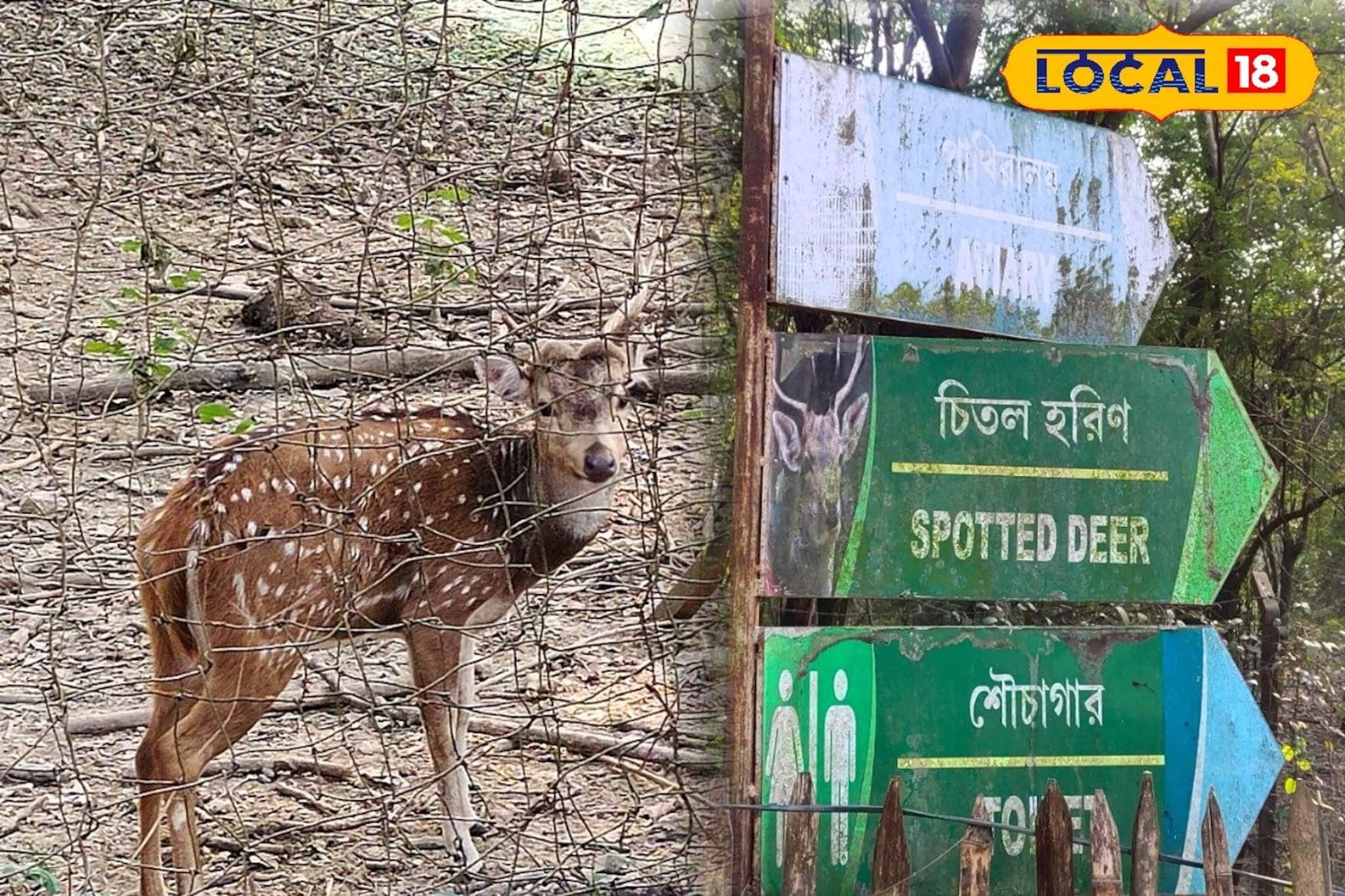 হরিণ থেকে বিদেশি পাখি...! জেলার এই নির্জন ঘন জঙ্গল এখন পিকনিক স্পট, র‌ইল ঠিকানা