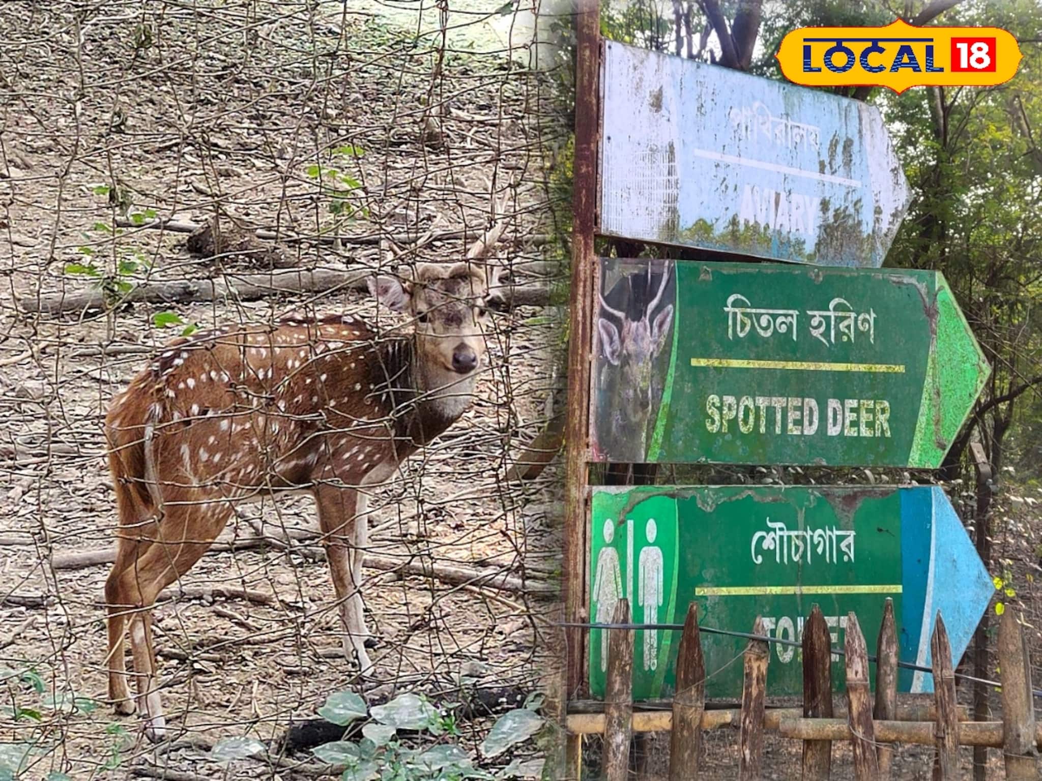 হরিণ থেকে বিদেশি পাখি...! জেলার এই নির্জন ঘন জঙ্গল এখন পিকনিক স্পট, র‌ইল ঠিকানা