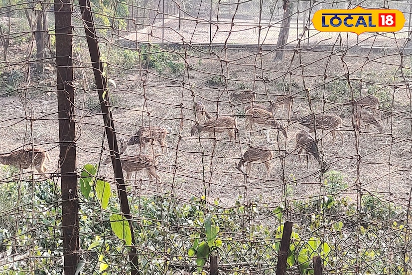 ছুটতে হবে না আর আলিপুর কিংবা জলদাপাড়া। বাড়ির কাছেই এবার চিড়িয়াখানার স্বাদ। সবুজে ঘেরা নির্জন জঙ্গলের মাঝে চিতল হরিণ থেকে শুরু করে নীল গাই, নানা প্রজাতির বিদেশি পাখির সমাহার। এই জঙ্গলকে কেউ চেনে ফরেস্ট নামে, কেউ আবার ডিয়ার পার্ক হিসেবে।(ছবি ও তথ্য: জিএম মোমিন)