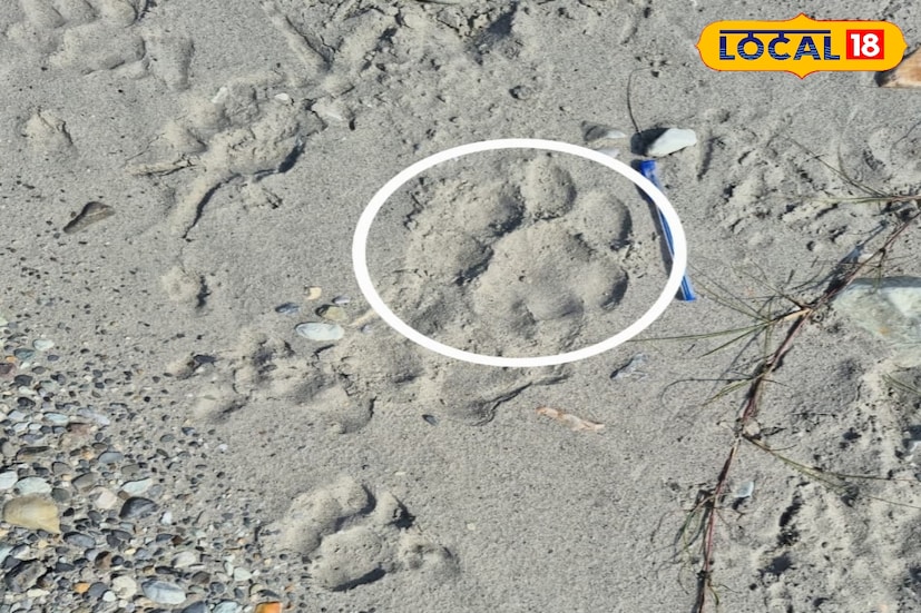 ২০২৩ সালে দেখা গিয়েছিল বাঘ বক্সা জঙ্গলে। এরপর নতুন বছরে দেখা মিলল বাঘের। বক্সা জঙ্গলে বাঘ রয়েছে, জোর দাবি বনকর্মী থেকে শুরু করে অধিকারিকদের।এর মধ্যেই শুরু হল অল ইন্ডিয়া টাইগার এস্টিমেশন-এর পক্ষ থেকে বক্সা জঙ্গলে বাঘশুমারি। (ছবি ও তথ্য - অনন্যা দে)