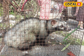 হাওড়ার উলুবেড়িয়া থেকে উদ্ধার পূর্ণবয়স্ক গন্ধগোকুল!হাঁস-মুরগি হারানোর ভয় দূর হল বাসিন্দাদের