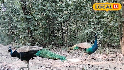 আউশগ্রাম জঙ্গল