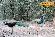 Bird News: ঝাঁক ঝাঁক ময়ূরের দেখা মিলছে বর্ধমানের আউশগ্রামের জঙ্গলে 