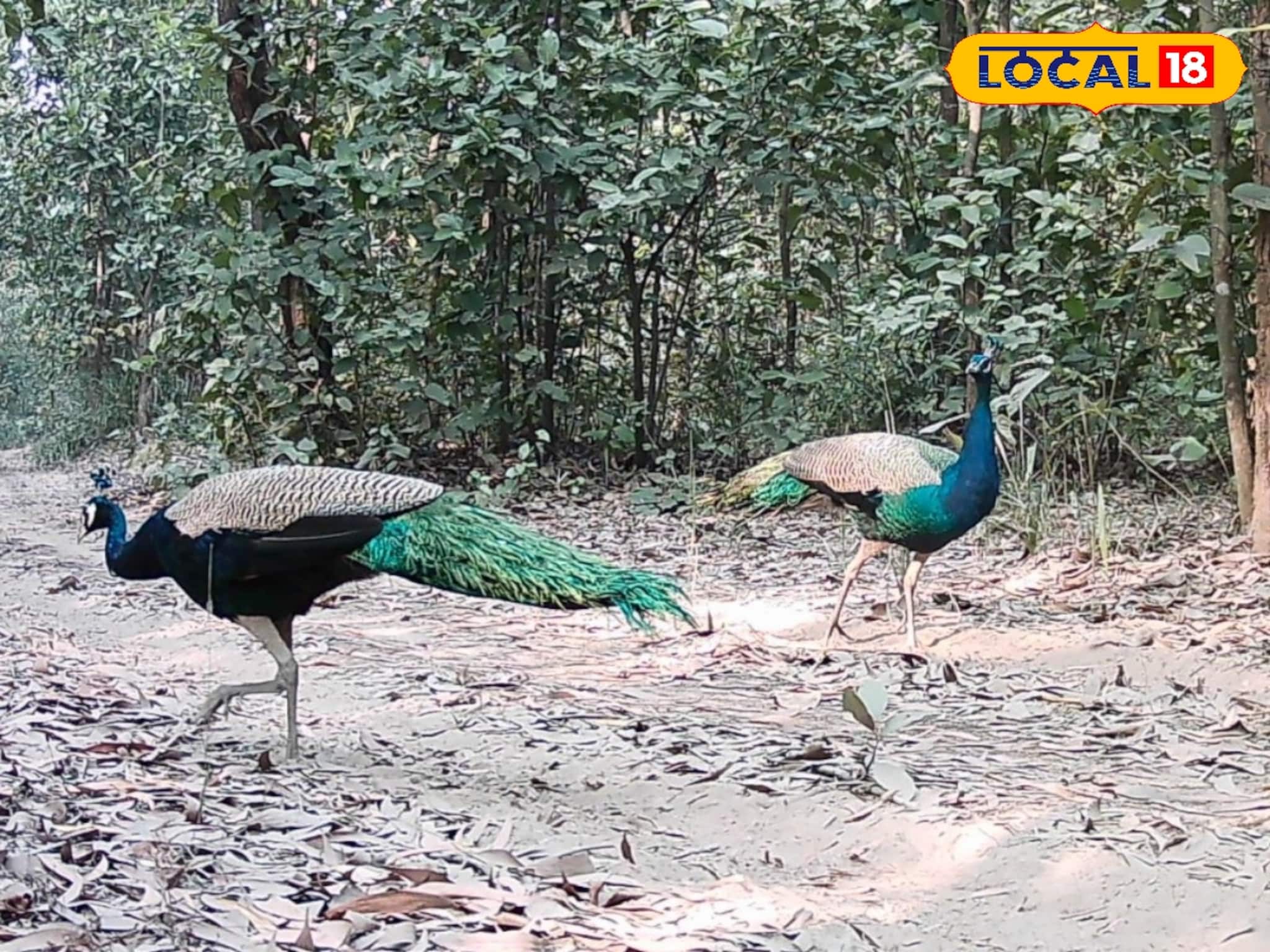 ঝাঁক ঝাঁক ময়ূরের দেখা মিলছে বর্ধমানের আউশগ্রামের জঙ্গলে 